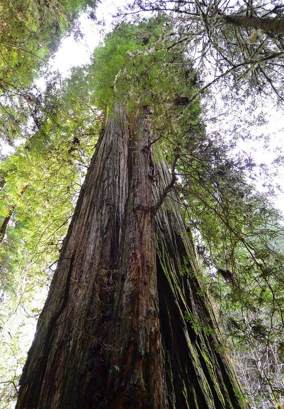 Lost Monarch Redwood Tree