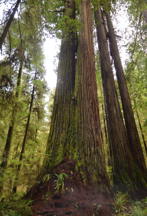 Screaming Titan Redwood tree