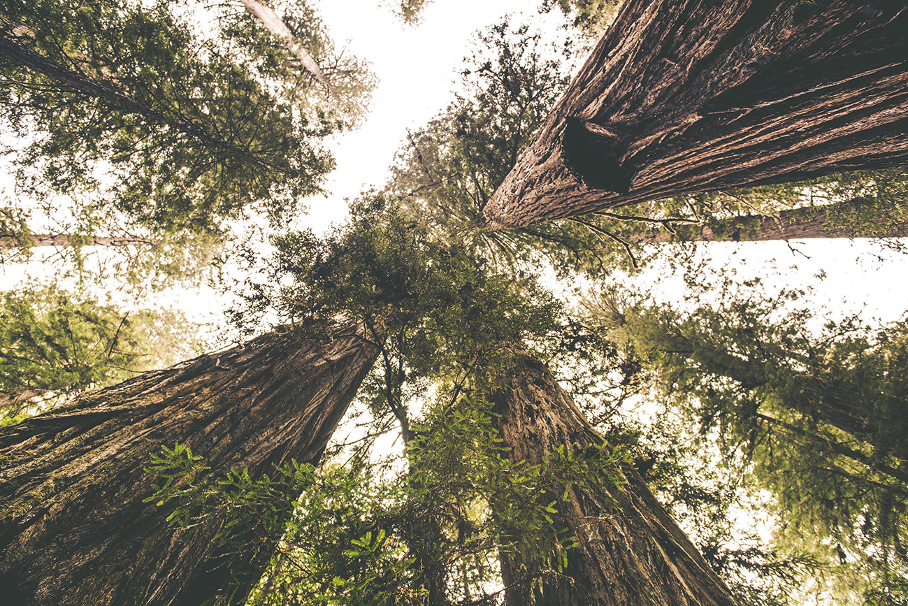 Pipe Dream Redwood Empire