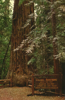 Colonel Armstrong Redwood Tree