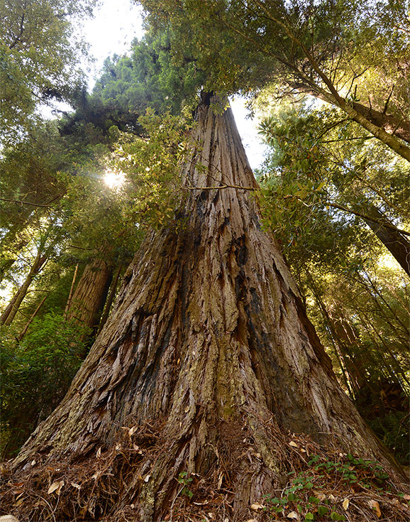 Hyperion Redwood Tree